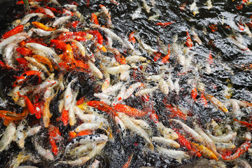 Koi fish in a pool