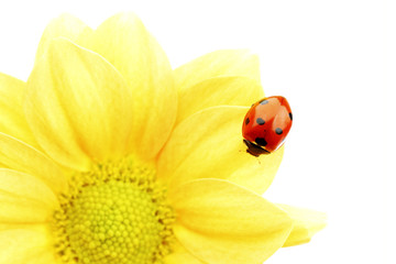 Fototapeta premium ladybug on yellow flower