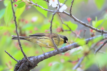 Naklejka premium アオジ