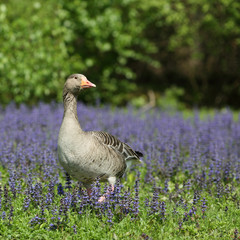 Greylag goose, Anser anser