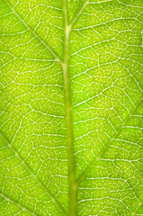 detail of a leaf