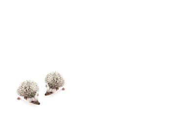 african pygmy hedgehog