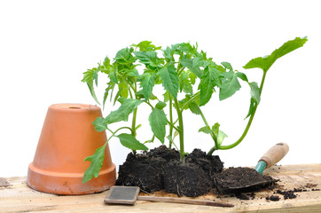plants de tomates et courgette