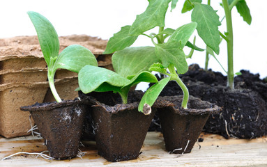 plantules dans pots biodégradables