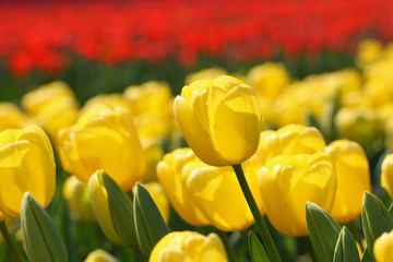 Obraz premium Dutch tulips in spring time