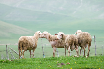 Obraz na płótnie Canvas Wypas owiec