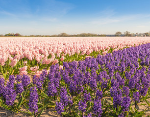 Field with pink and purple blooming Hyacinths