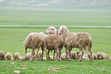 Obraz na płótnie Canvas Wypas owiec