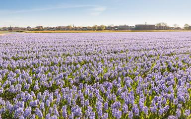 Field with lilac blooming Hyacinth bulbs in the Netherlands