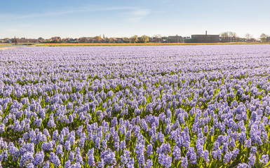 Fototapeta premium Field with lilac blooming Hyacinth bulbs in the Netherlands