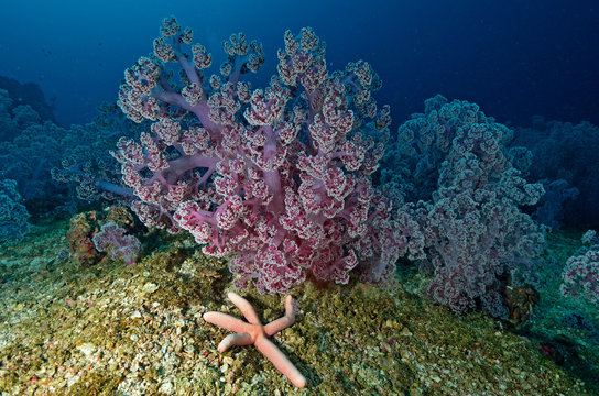 Soft Coral Colony , Similan Island Thailand