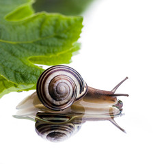 chiocciola