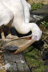 Rosapelikan versucht Schildkröte zu schnappen