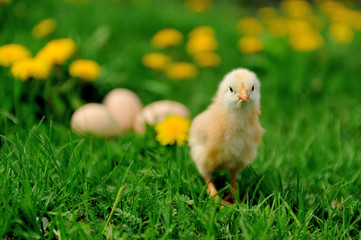 Little chicken on the grass