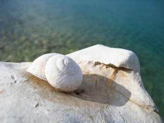 Schneckenhaus am Strand 32