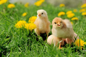Little chicken on the grass