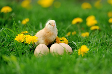 Little chicken on the grass