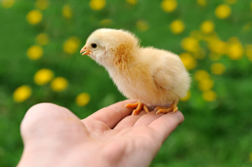Little chicken on the hand