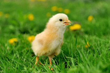 Little chicken on the grass