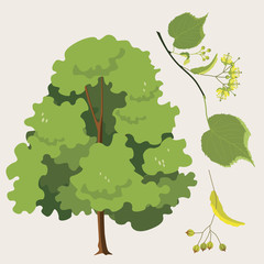 city  linden ordinary  with a leaf and seeds