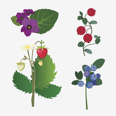 collection of realistic forest flowers and ripe berries