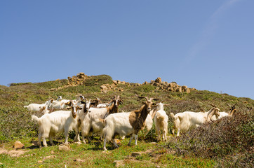 Capre © Alessio Orrù