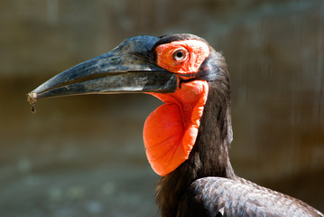 African ground hornbill. Bucorvus leadbeateri