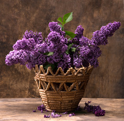 Blooming branches of lilac