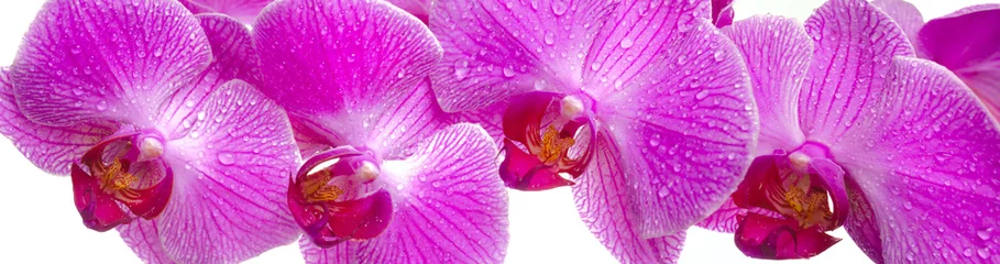 Abwaschbare Fototapete Orchidee Blume © Wolfilser