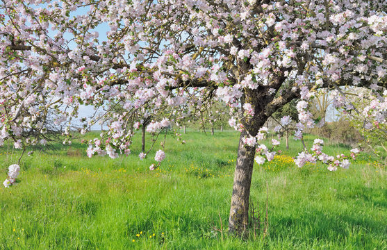 floraison pommier