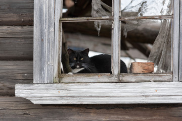 black cat in the window