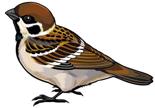 Tree Sparrow