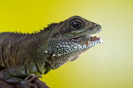 Portrait of beautiful water dragon lizard reptile eating an inse