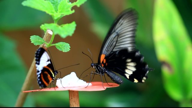 butiner, le papillon