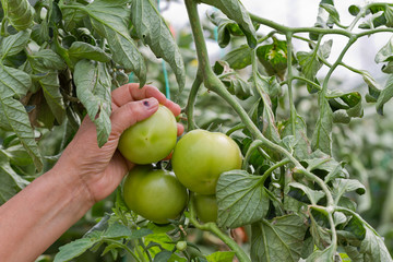 Green Tomatoes