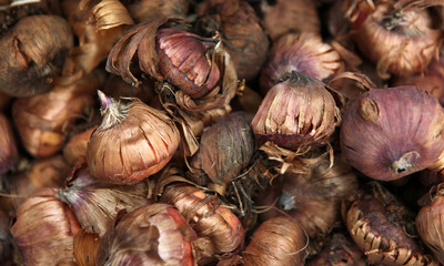 Picture of tulip bulb