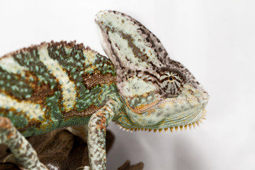 Chamaeleo calyptratus