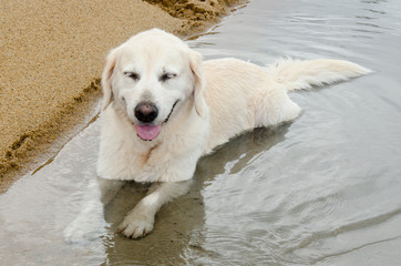 砂浜で和むゴールデンの成犬（メス、8歳）