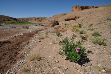 Vallée des Roses Maroc Atlas Berbère