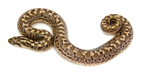 Obraz premium Dwarf sand boa