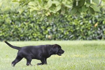 labrador puppy playing and running i