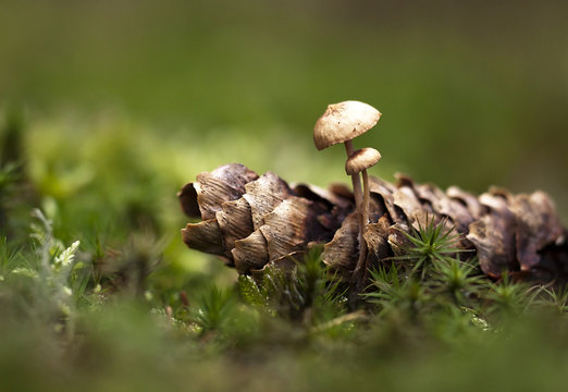 Tiny mushroom in Autumn