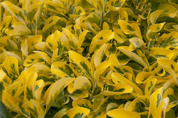 Obraz premium plant background