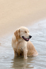 砂浜で和むゴールデンの子犬（9ヶ月）
