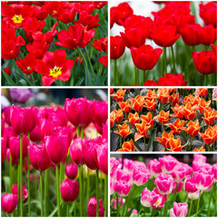 Tulips collage. Spring flowers