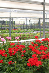 gerani in vaso_ vivaio