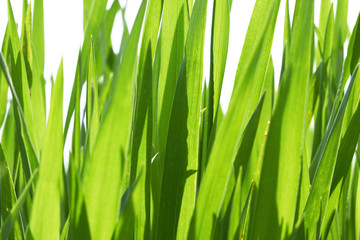 Naklejka premium green grass