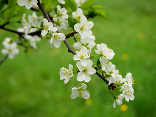Pear blossom