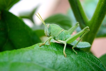 brown grasshopper on white background