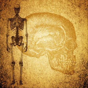 cursory drawing human skeleton on grunge texture background